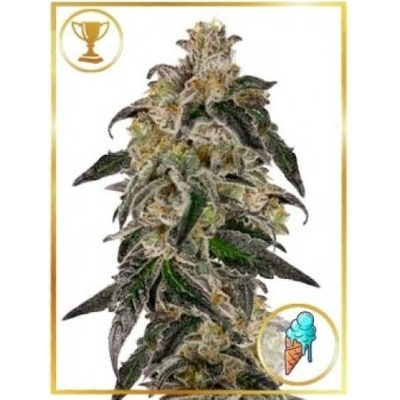 Mr. Hide Seeds Mr. Gelato Ice semena neobsahují THC 3 ks