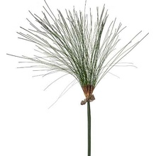 Papyrus