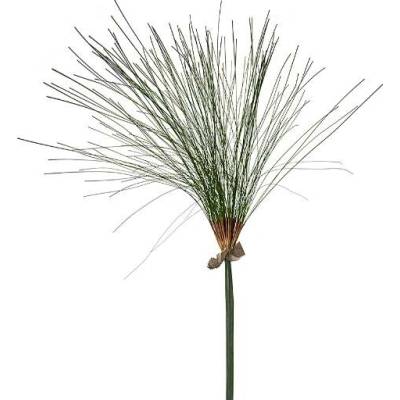 Papyrus