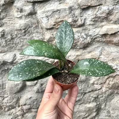 Hoya gracilis