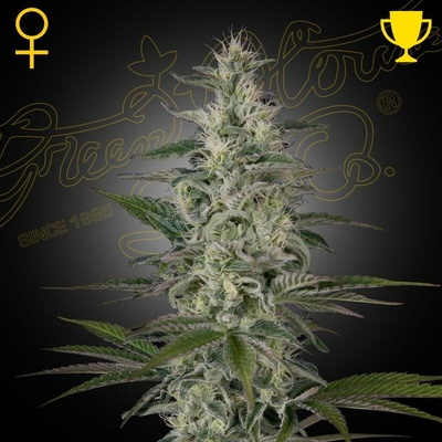 Green House Seed Hawaiian Snow semienka neobsahujú THC 1 ks