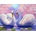 Norimpex - Puzzle Diamant painting: Swan Lake 30x40cm - 1 - 39 piese