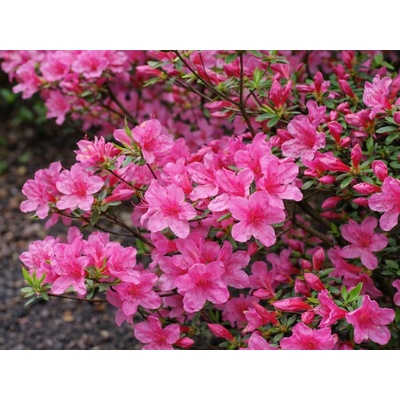 Azalka japonská Rosa na 50 cm kmienku, výška 70-80 cm, kvetináč 12 l