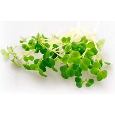Brokolice Kalabréza, semínka ke klíčení a pro pěstování Microgreens, 100 g