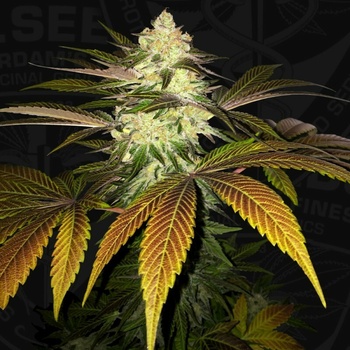 T.H. Seeds OrangeSicle semena neobsahuji THC 6 ks