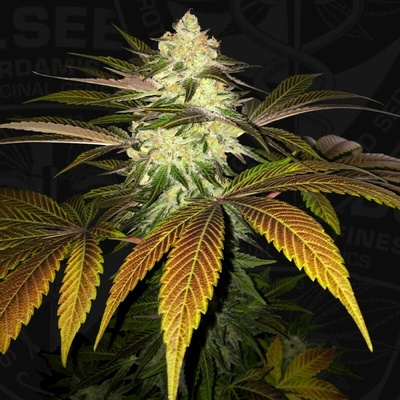T.H. Seeds OrangeSicle semena neobsahuji THC 6 ks