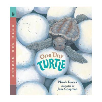 One Tiny Turtle | Jane Chapman