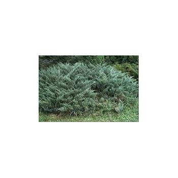 Tisa kríček Juniperus sabina tiszakurt , výška 1,00 m