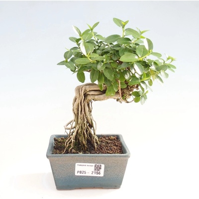 e-bonsai Pokojová bonsai - Premna serratifolia - Kozlovoň malolistá