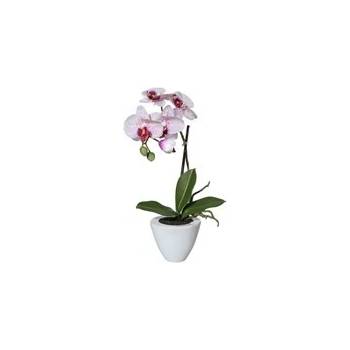 Orchidej Phalenopsis 36cm lila - Gasper