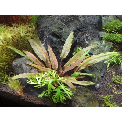 Cryptocoryne undulata Broad Leaf