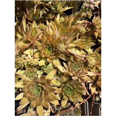 Sempervivum LOA - netřesk