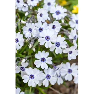 Phlox subulata BAVARIA - plamenka šídlovitá, flox