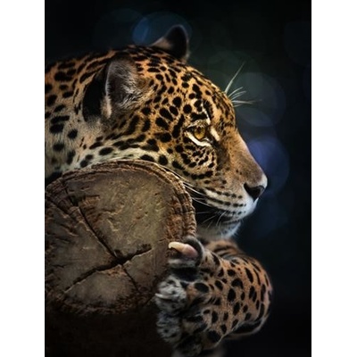 IMPOL TRADE 11892 V4A Vliesové fototapety jaguár rozmer 184 cm x 254 cm