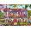 Schmidt Spiele - Puzzle Steve Crisp: House in spring - 1 000 piese