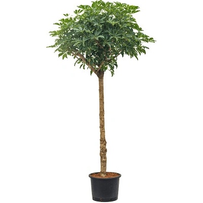 Schefflera arboricola compacta stem 32/26 výška 190 cm