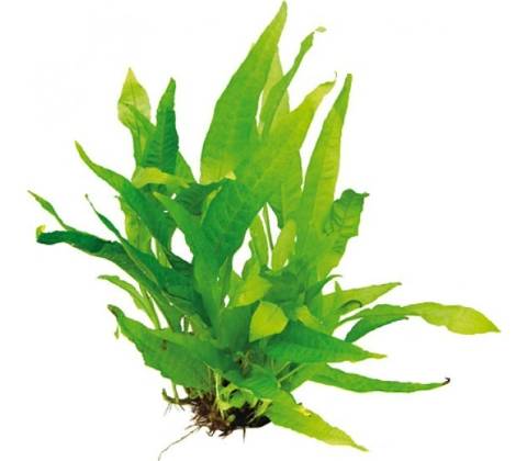 Microsorum pteropus