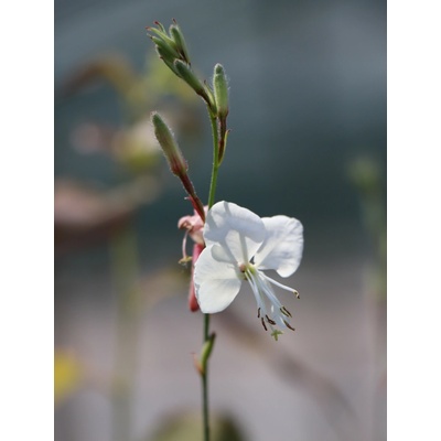 Svíčkovec 'Geyser White' TR-GALI-GW ko 10,5 cm