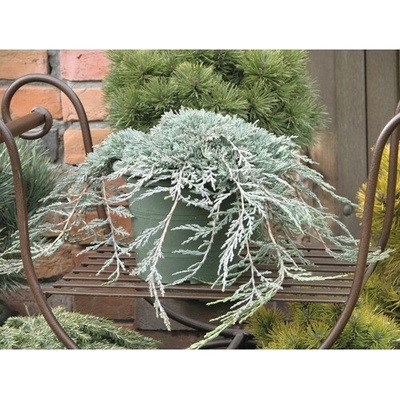 Jalovec polehlý modrý Juniperus horizontalis 'Icee Blue' 30-40 cm květináč 3,7 l – Hledejceny.cz