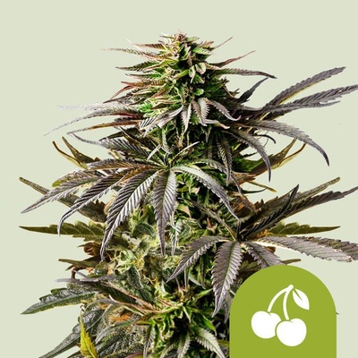 Royal Queen Seeds Cherry Pie Auto semienka neobsahujú THC 10 ks