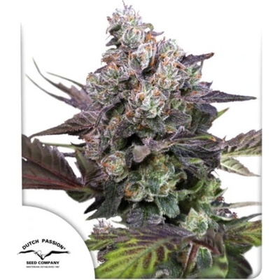 Dutch Passion Candy Bubatz XL semena neobsahují THC 3 ks