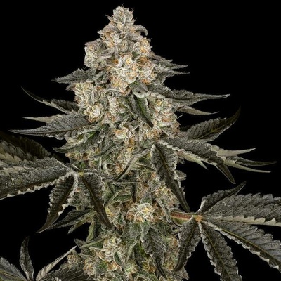 Sensi Seeds Research Sauvignon Blanc Auto semena neobsahují THC 3 ks