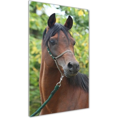 Vertikálny fotoobraz na skle Portrét koňa 50x100 cm