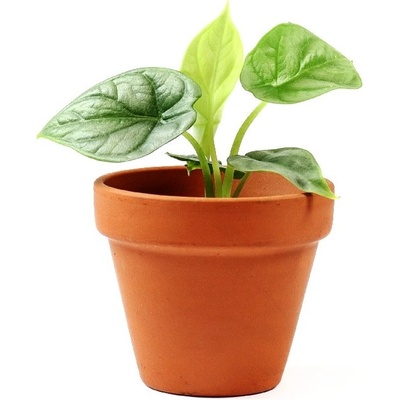 Gardners Alocasia Silver Dragon, průměr 6 cm Alokásie, Alokázie