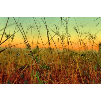 DIMEX ART s. r. o Флизелинов фототапет плевели 375 x 250 см