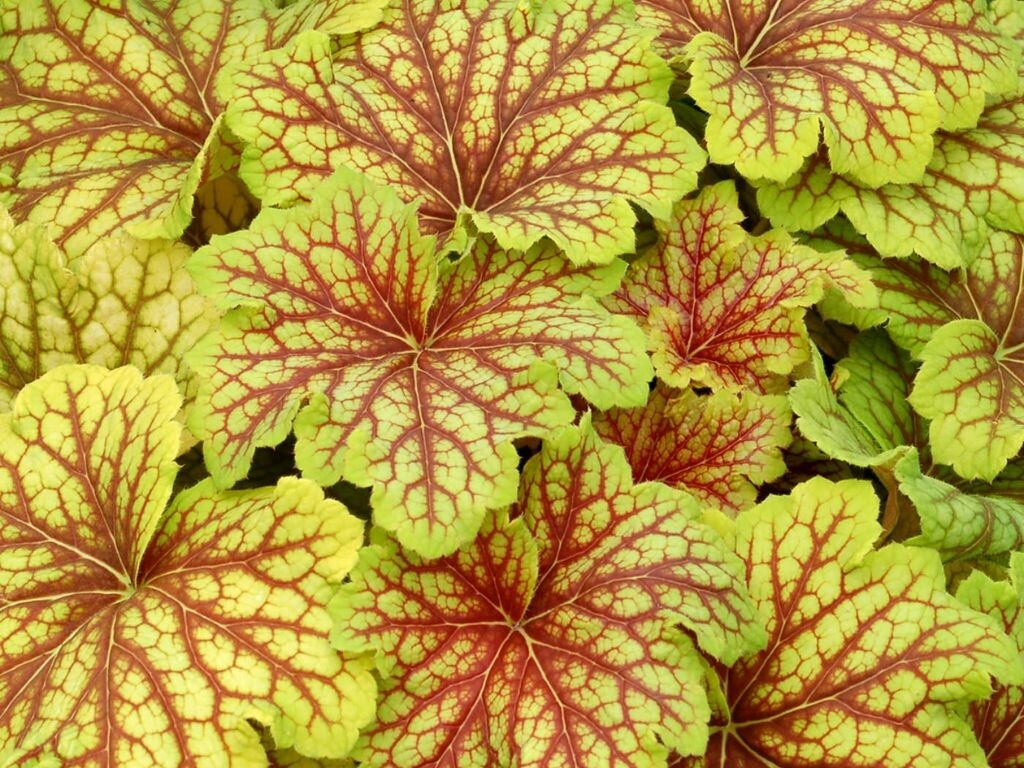Heuchera Red Lightning