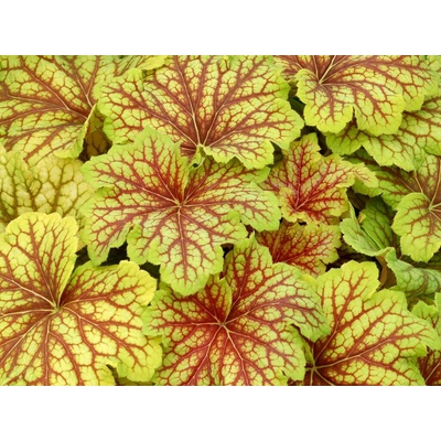 Heuchera Red Lightning