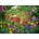 Bluebird Puzzle - Puzzle Ciro Marchetti: Spirit of Spring - 300 piese