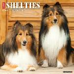 Willow Creek Press Calendars Shelties 2026 12 X 12 Wall Calendar | Willow Creek Press
