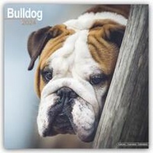 Bulldog Bulldoggen 16-Monats 2024