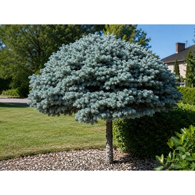 Smrek pichľavý Glauca Globosa na 80-85 cm kmienku, výška 100-110 cm, kvetináč 9 l