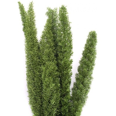 Stabilizovaná rostlina Fox Tail Green 30-40 cm