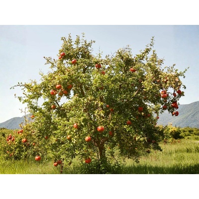 Granátovník púnsky Fina Tendral na 90-100 cm kmienku, výška 170-200 cm, kvetináč 6 l