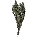 Cinerea