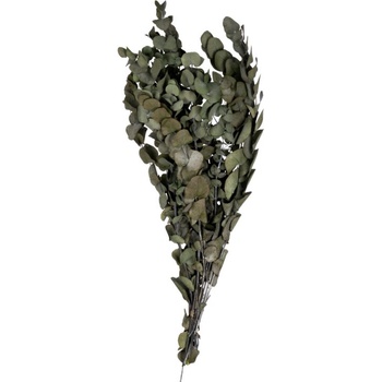 Cinerea