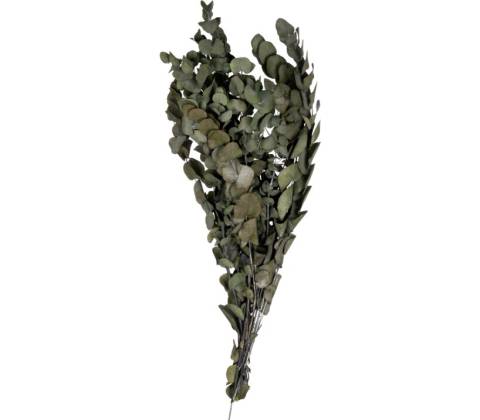 Cinerea