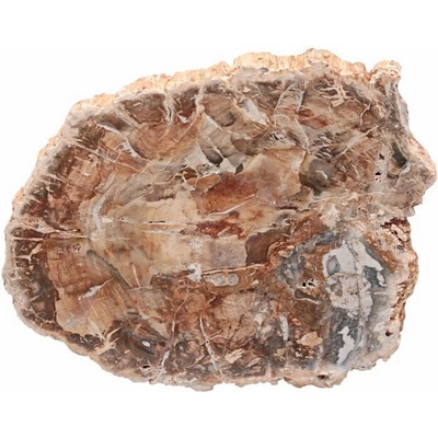 Nefertitis Zkamenělé dřevo leštěný řez 38 NF63927 - cca 11,5 x 10,5 cm, 353 g