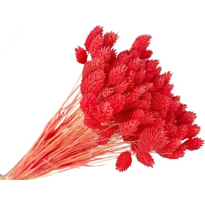 FLOWERIO Sušená tráva Phalaris - Chrastica 80g - koralovo červená