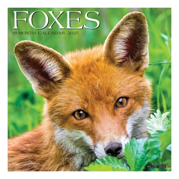 Willow Creek Press Calendars Foxes 2026 12 X 12 Wall Calendar