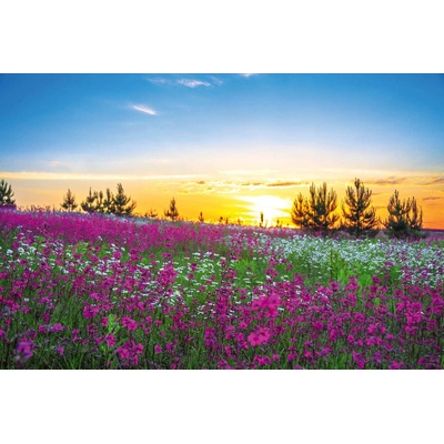 DIMEX ART Флизелинов фототапет зора над цъфтяща поляна 375 x 250 см