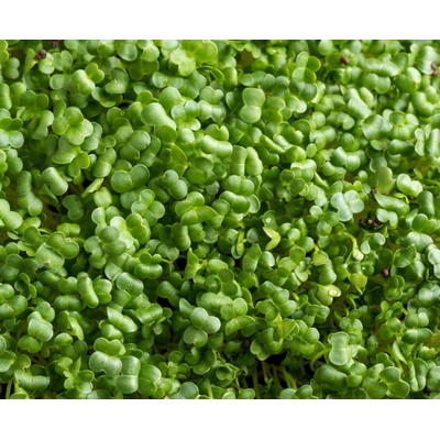 Tiny Greens Brokolice čerstvé microgreens 100 g