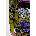 Desigual Рокля Desigual NECKLINE LA (25WWVK37)