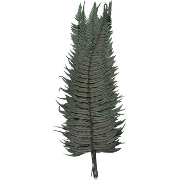 Rock Fern