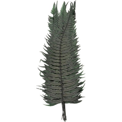 Rock Fern