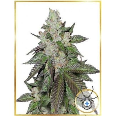 Mr. Hide Seeds Mr. White Widow + semena neobsahují THC 5 ks