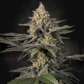 Paradise Seeds Glowstarz semena neobsahují THC 5 ks